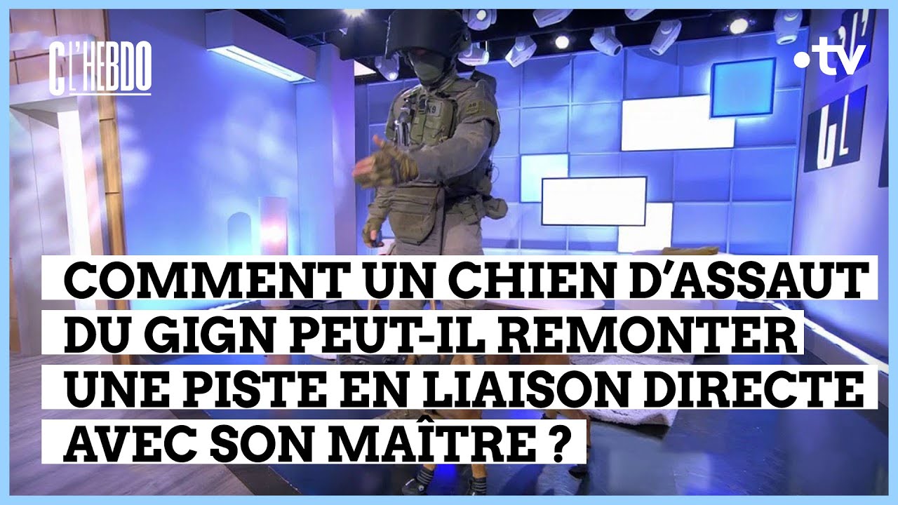 GIGN : la démonstration du chien Nitrate - C l’hebdo - 09/12/2023