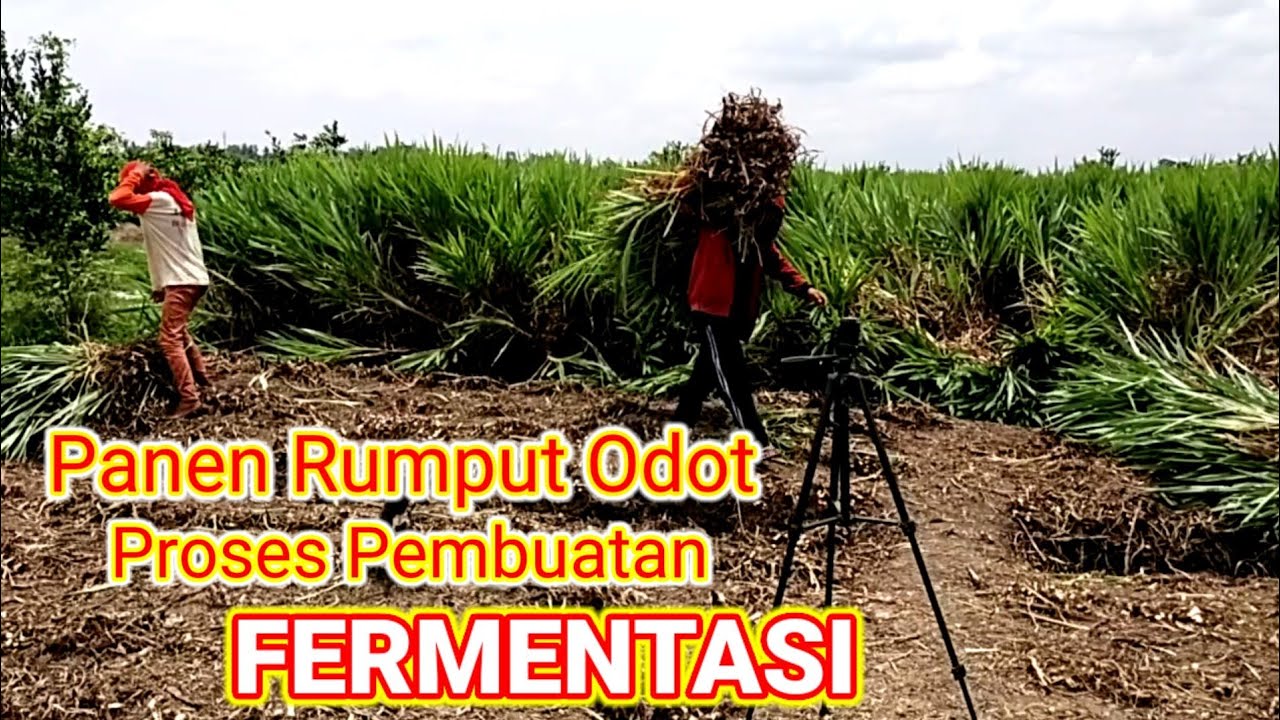 CARA PANEN RUMPUT ODOT YANG BENAR AGAR CEPAT TUMBUH MELIMPAH