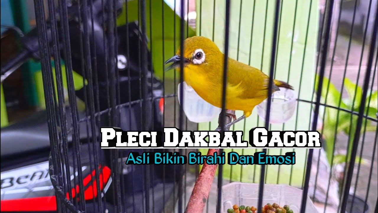 PLECI DAKBAL BUKA PARUH 🔥 Ampuh Buat Pancingan Pleci Bahan Mu #pleci #pancinganpleci #terapipleci 