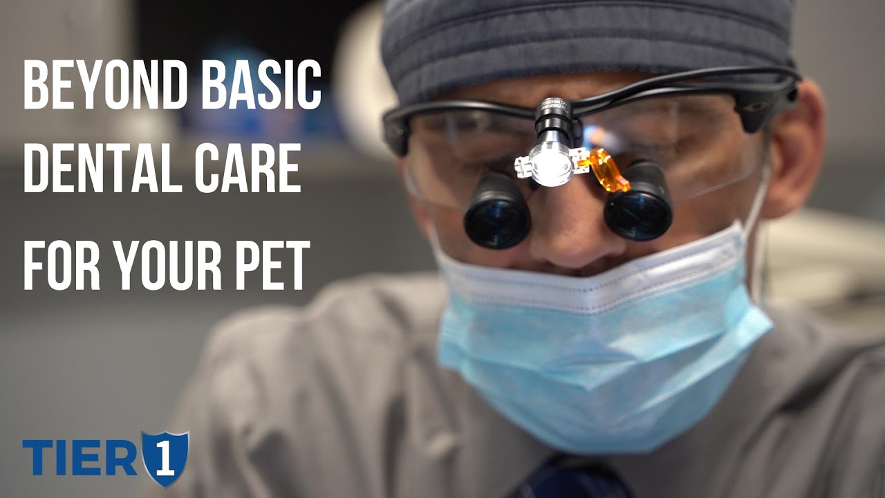 Advanced Dentistry For Your Pet