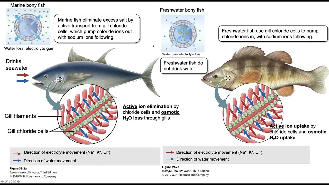 Lecture 27 Bony Fish Osmoregulation