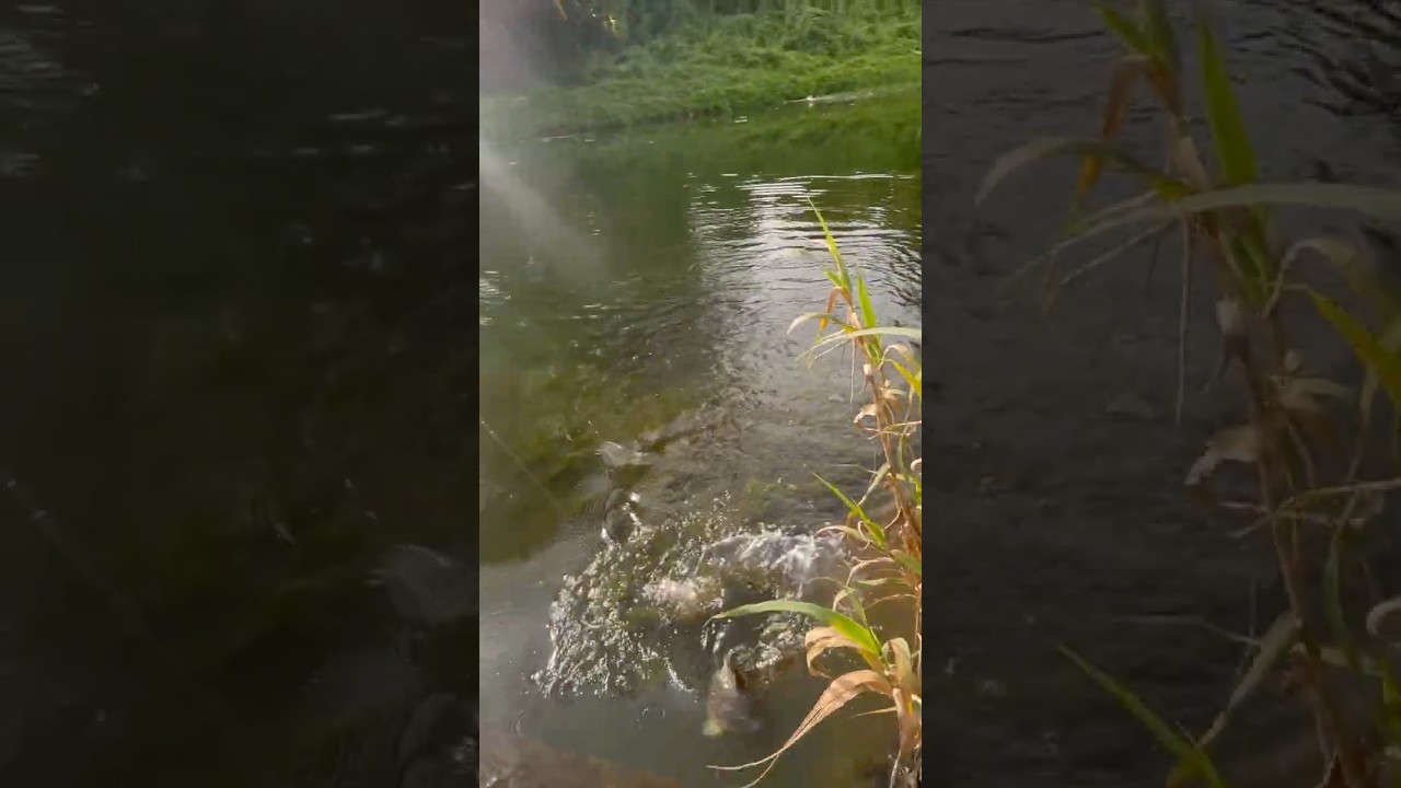 #fish