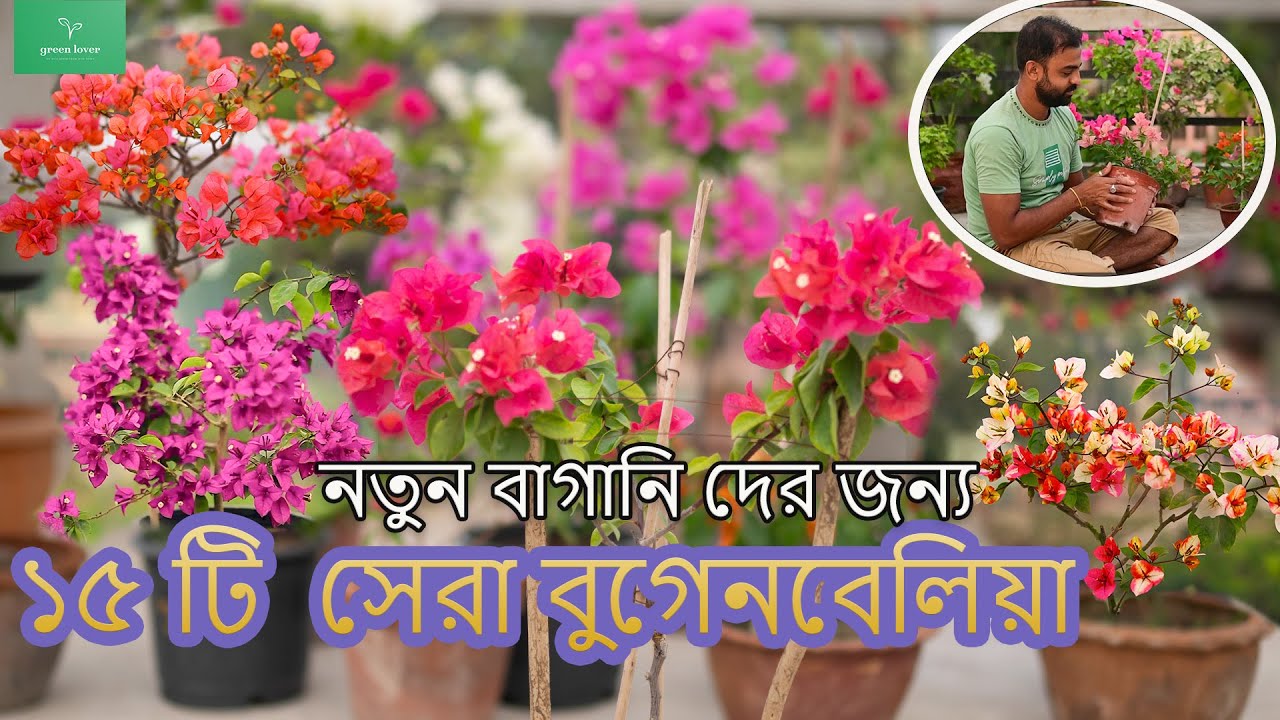 খুব সহজে ফুল পাওয়া যায় বুগেনবেলিয়ার  ১৫ টি জাত // ESSAY GROWING 15 BOUGAINVILLEA VERITIES