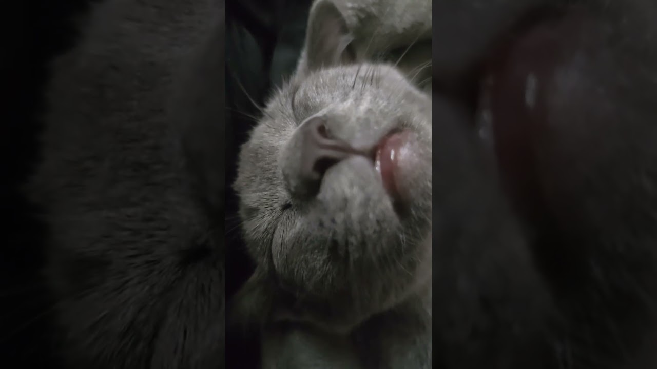 #кот