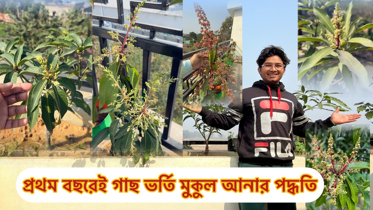 এক বছরের ছাদ বাগানের মুকুল ভর্তি আমগাছ || Terrace Gardening || #garden #mango #plants #gardening 