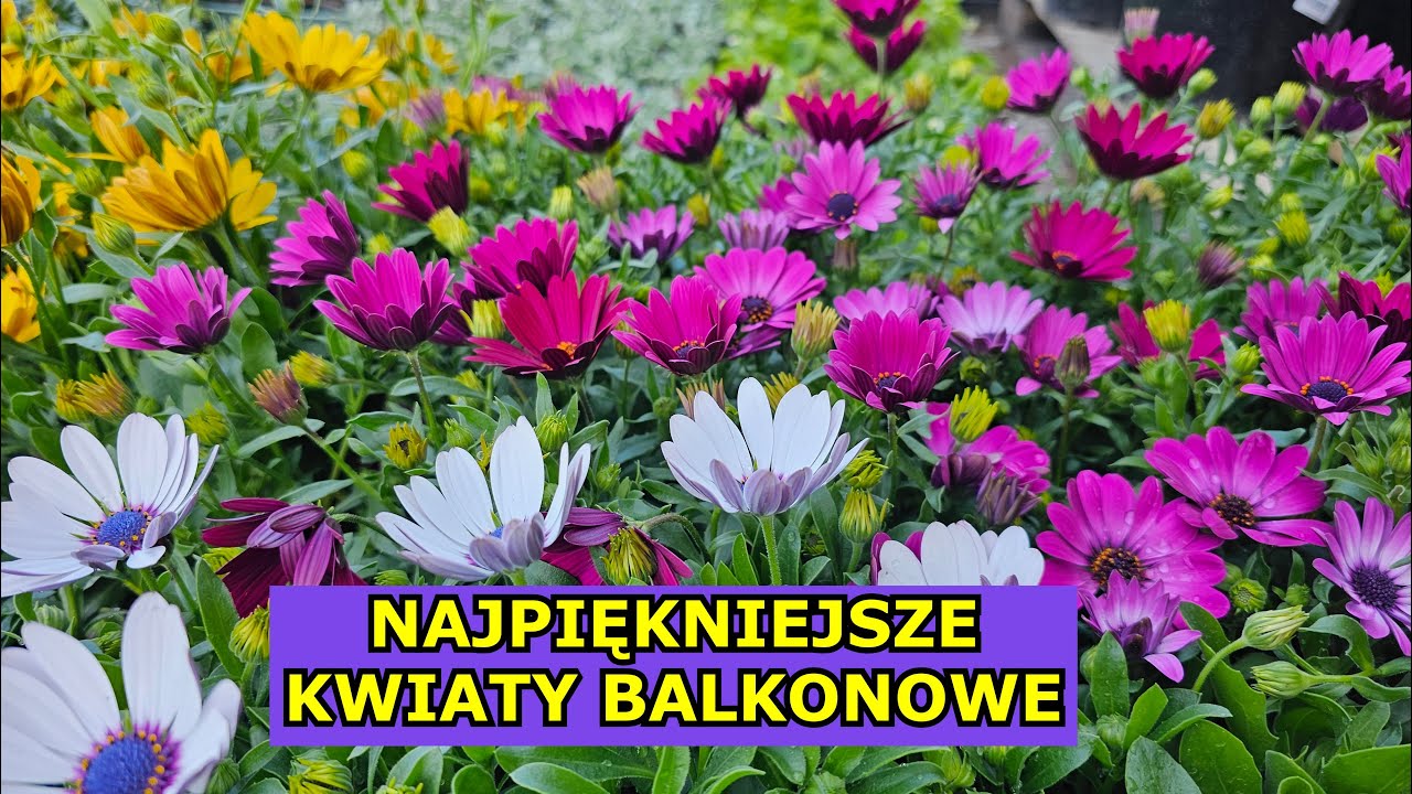 Najpiękniejsze Kwiaty Balkonowe. Zestawienie 14 Najładniejszych Kwiatów Doniczkowych na Balkon Taras