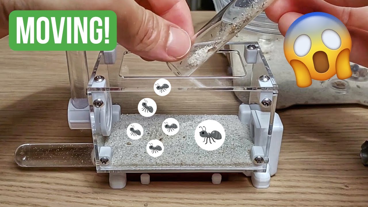 Moving My Pheidole Colony Into A WaKooshi Nest! | BRUMA Ants
