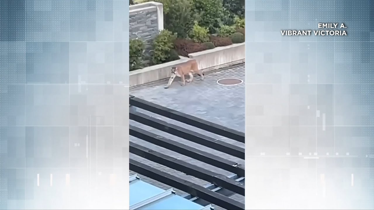 Saanich police issue warning after cougar spotted near Uptown