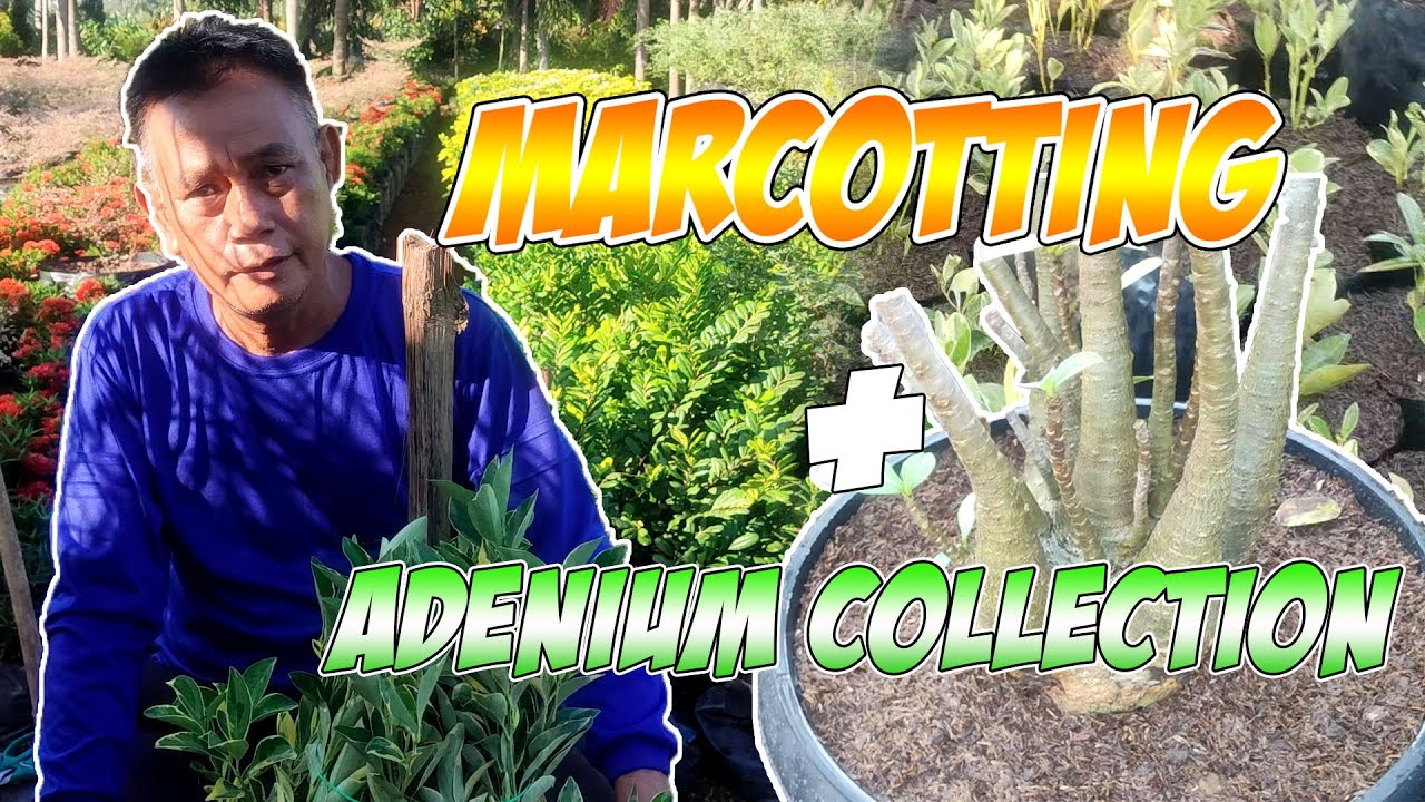 Plant Marcotting|Halamanan ni Cesar| Adenium Collection| Variegated Calamansi