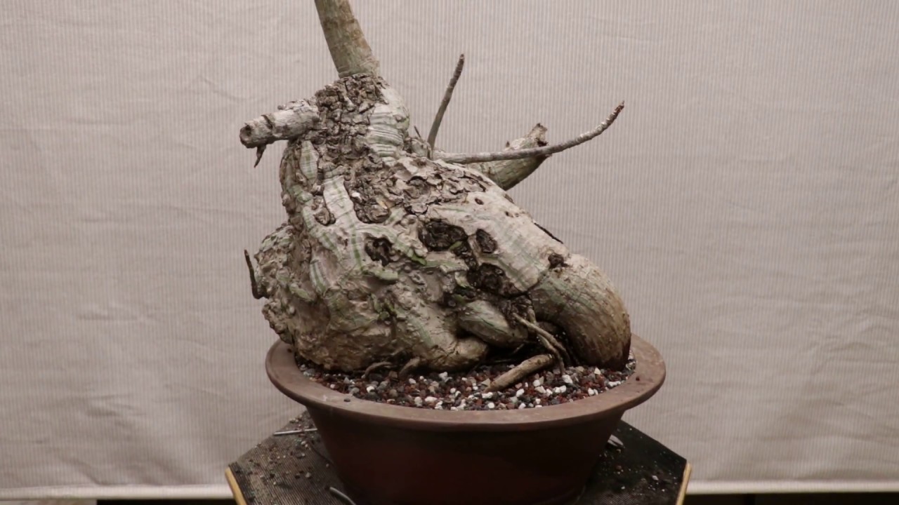 Shaving Brush, Pseudobombax Ellipticum as Bonsai, Tree Overview - Agresta Gardens