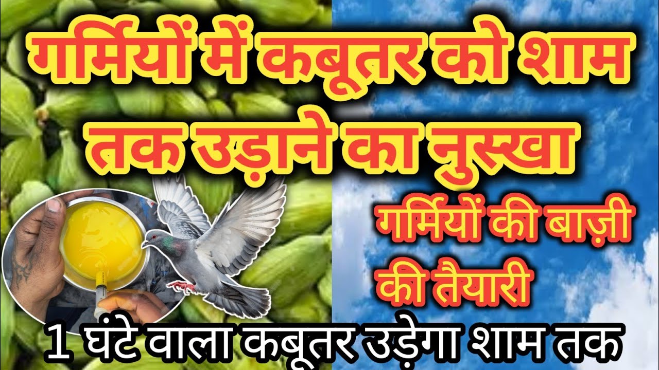 गर्मियों में कबूतर को शाम तक उड़ाने का नुस्खा || 1 ghante wala Kabootar udega sham tak