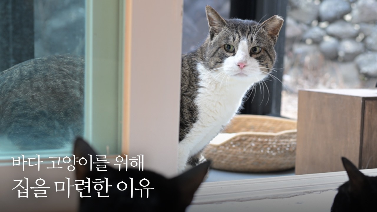 바다 고양이들을 위해 쓰러져가는 구옥을 고친 이유 | 격리장에서 나온 아빠냥이