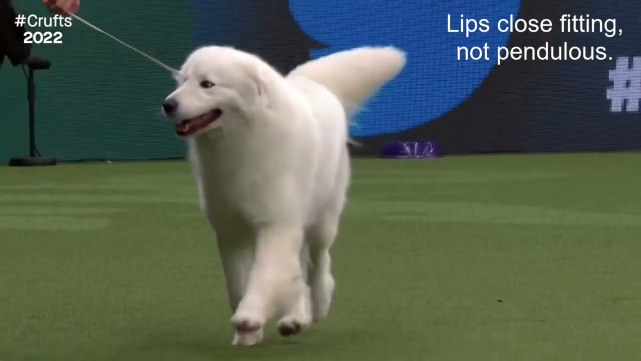 Breed Standards|MAREMMA SHEEPDOG|