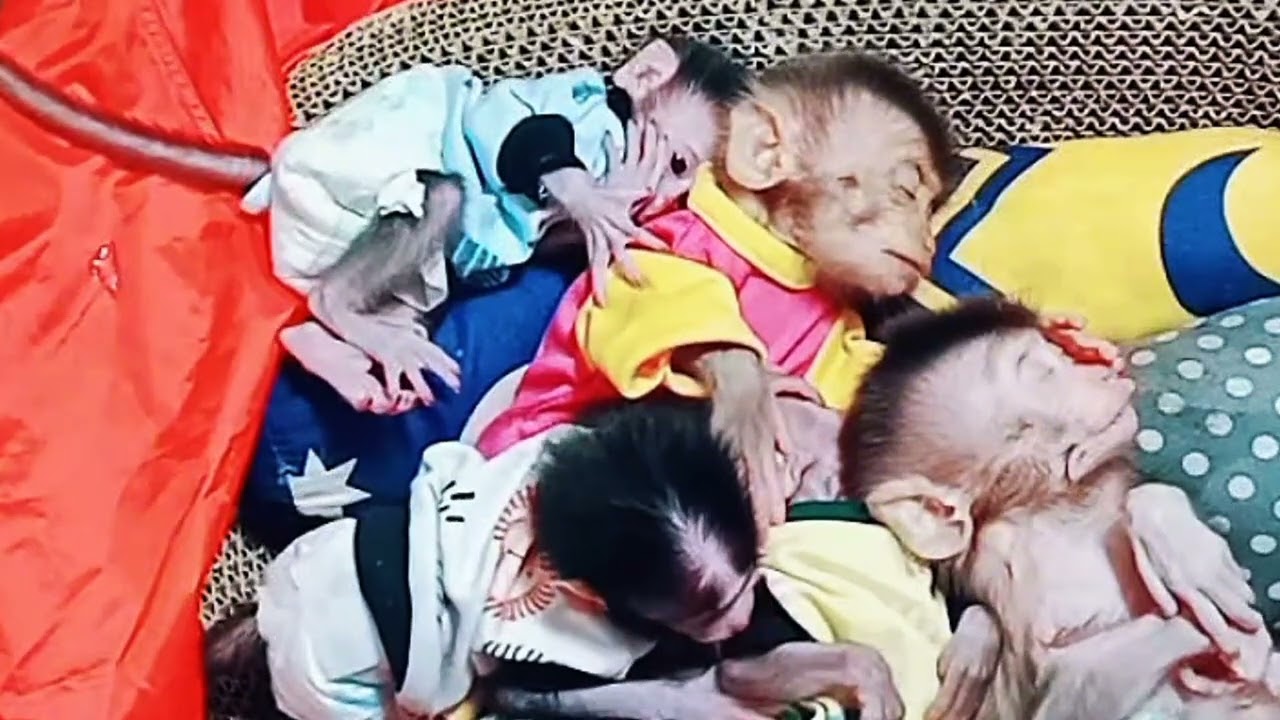 A Group of Baby Monkeys Passing Through Cold Weather