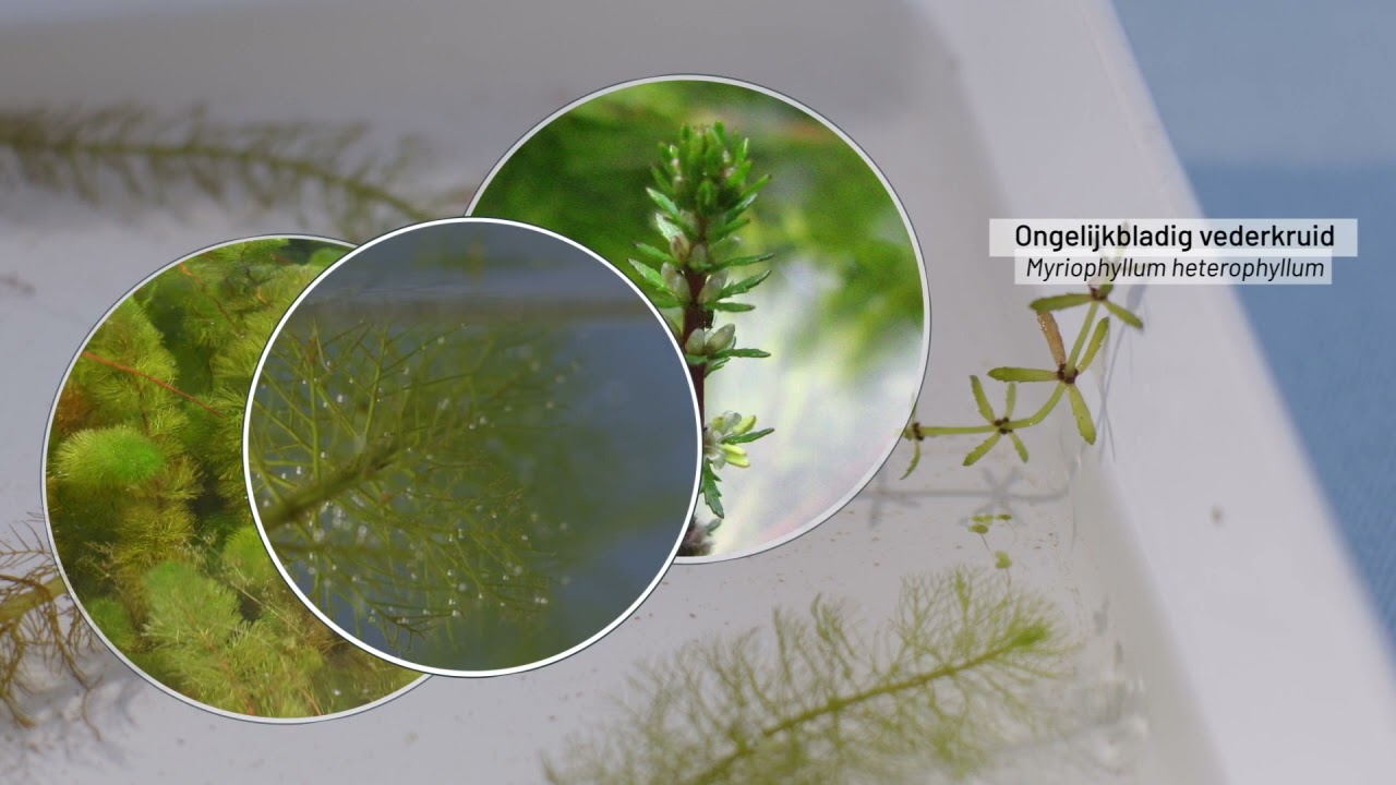 Identificeren van invasieve uitheemse waterplanten (2/2): Vederkruiden