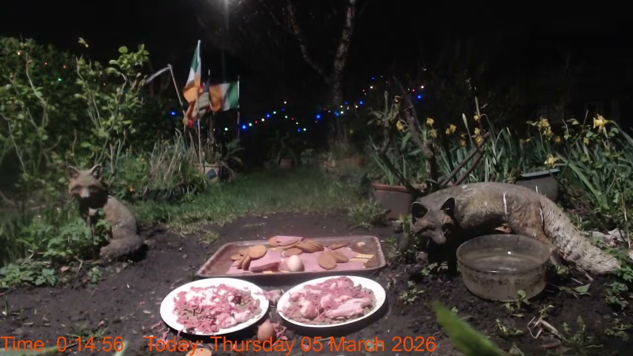 Foxheaven Dublin Ireland Livestream