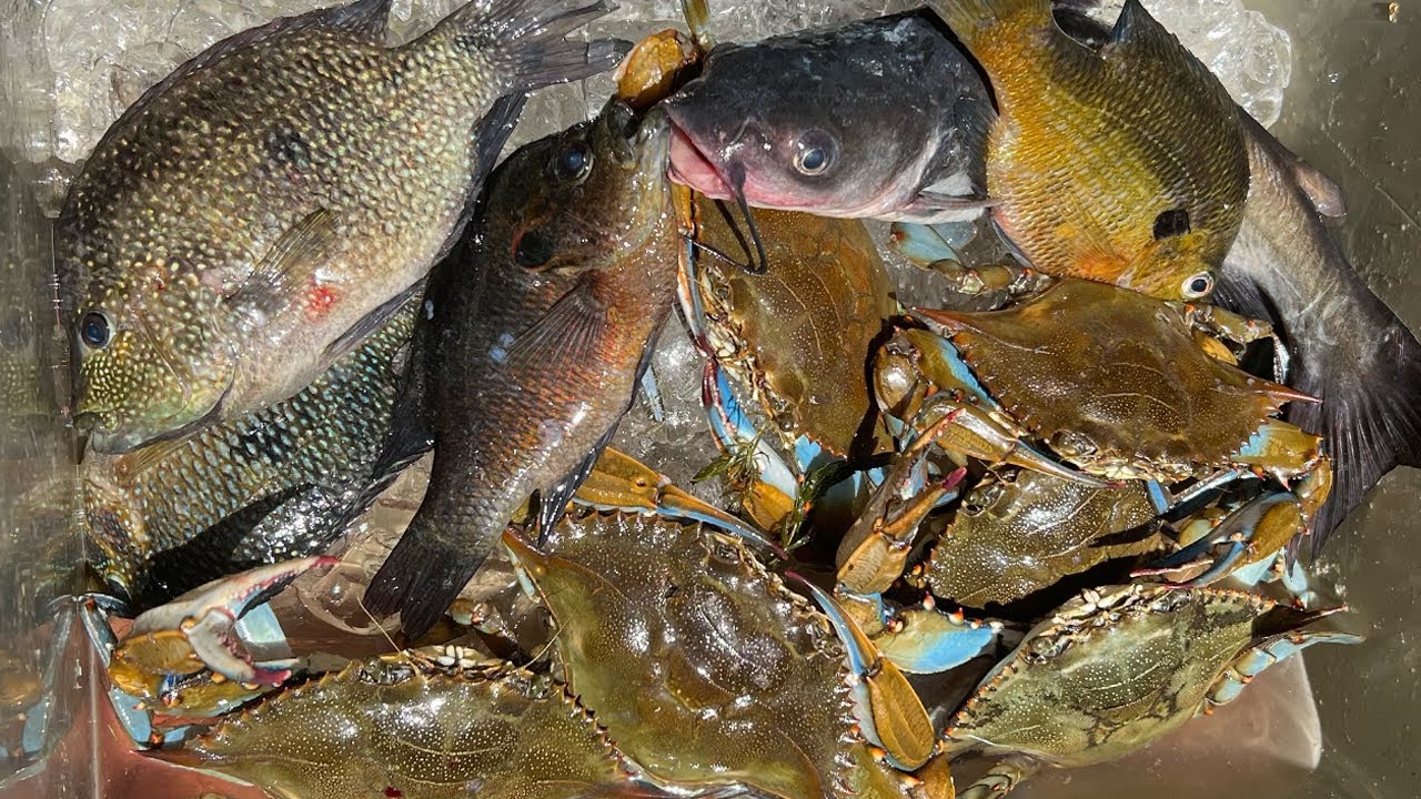 CRABS, INVASIVE FISH, PANFISH, and CATFISH Catch and Cook
