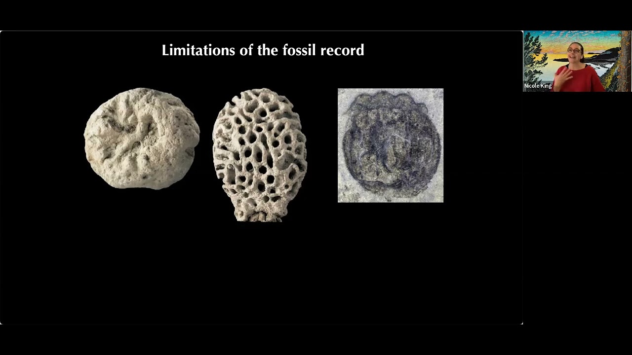 Yale Genetics Seminar 11/1/22|Dr. Nicole King, PhD| A History of Hypotheses on the Origin of Animals