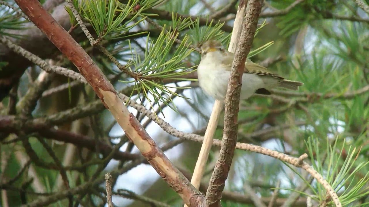 Two-barred warbler - 26/11 -17 Triberga, &Ouml;land Sweden