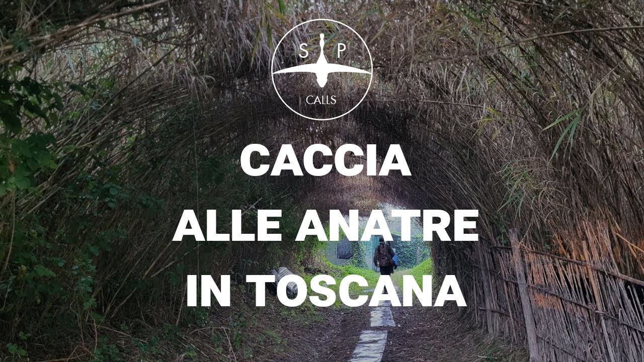 Caccia alle Anatre in Toscana: Il Fascino Segreto del Lago di Zela (Ep. 2)