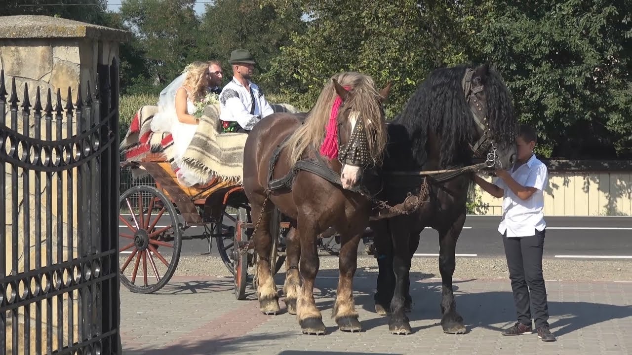 Nunta in Bucovina | Caleasca cu cai | Ilie Hutan 2017