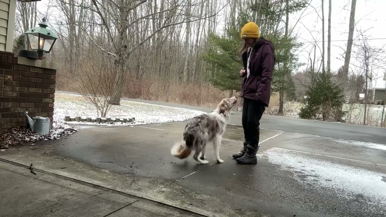Intermediate trick title submission