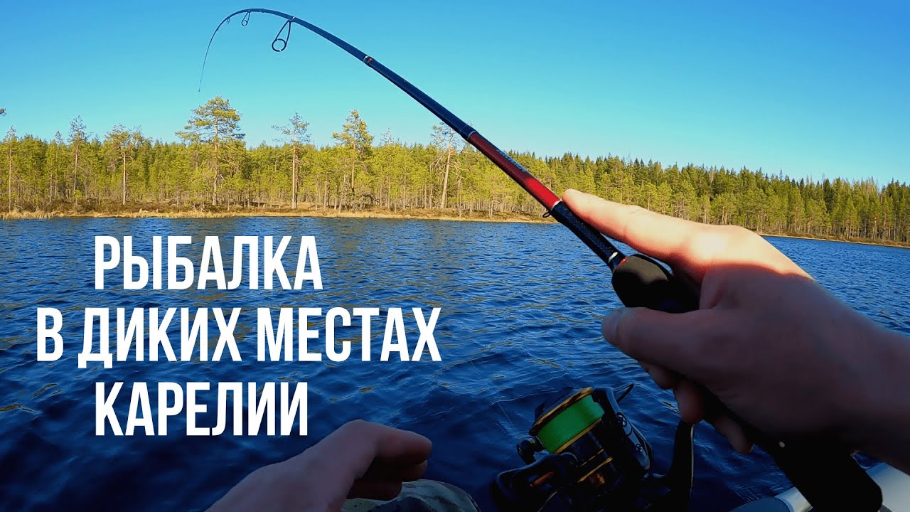 РЫБАК НАШЁЛ ОЗЕРО В ЛЕСУ И ОБАЛДЕЛ! РЫБА НА КАЖДОМ ЗАБРОСЕ ТАКОГО НЕ ОЖИДАЛ! РЫБАЛКА В КАРЕЛИИ 2024