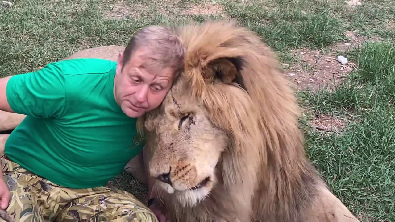 Как мы выгоняли львов из вольера и УГОВАРИВАЛИ ВОЖАКА ЧУКА ! Russian Lion man !