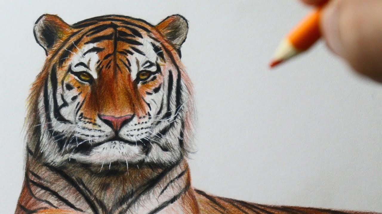 Como desenhar um TIGRE realista - PASSO A PASSO - narrado