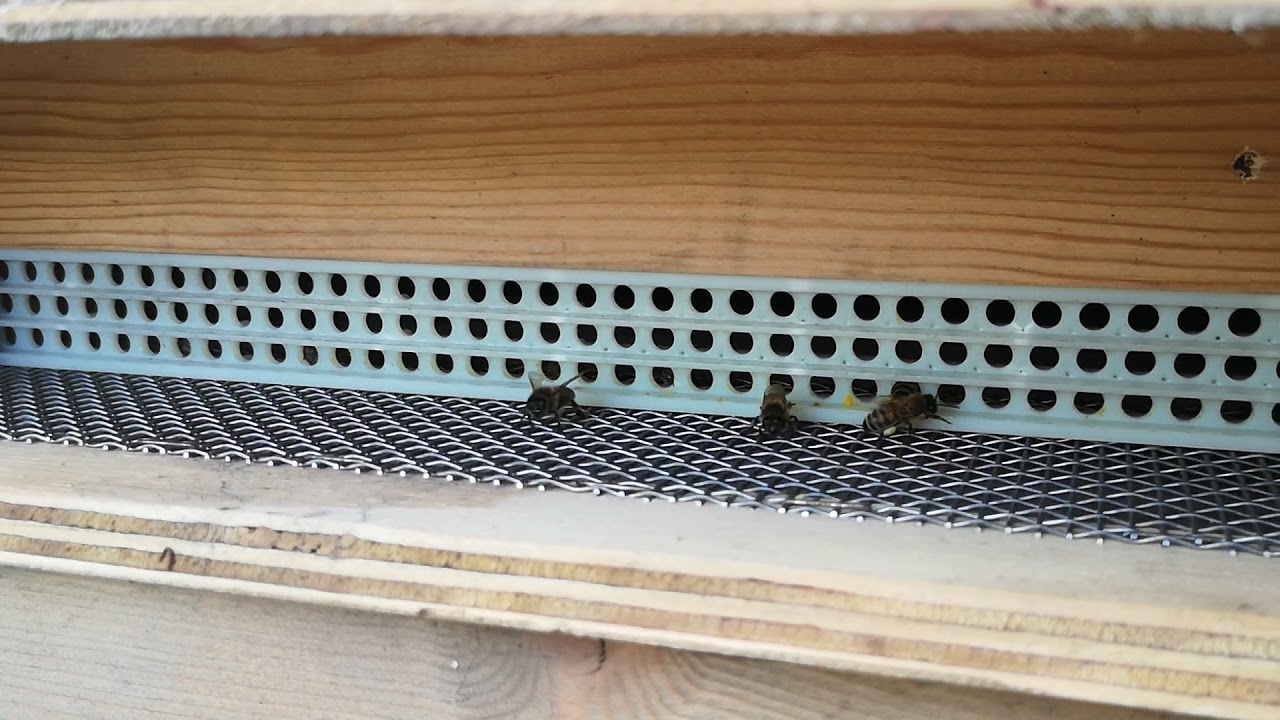 Come si raccoglie il polline dei fiori