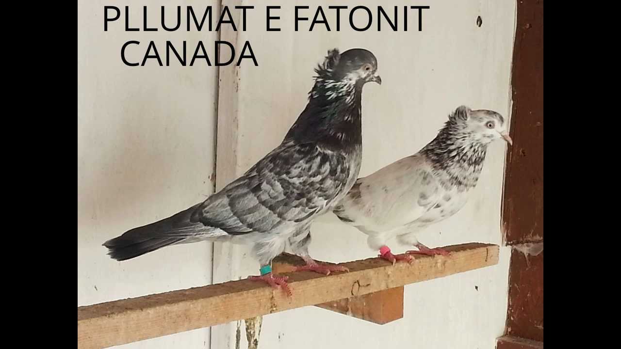 Pllumat e Fatonit Canada