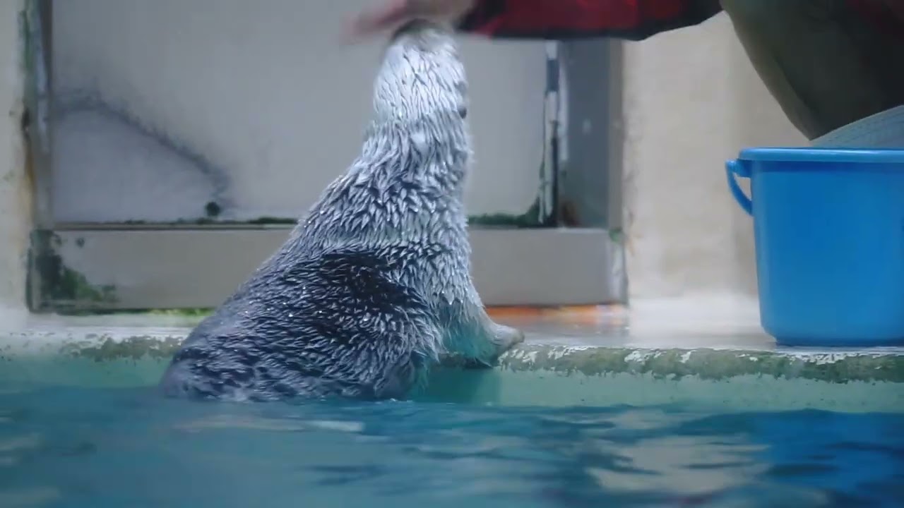 鳥羽水族館 ラッコ メイちゃんvs主 飼育員さんのご飯を追う「ラッコに勝とうなんて100年早いワ!」