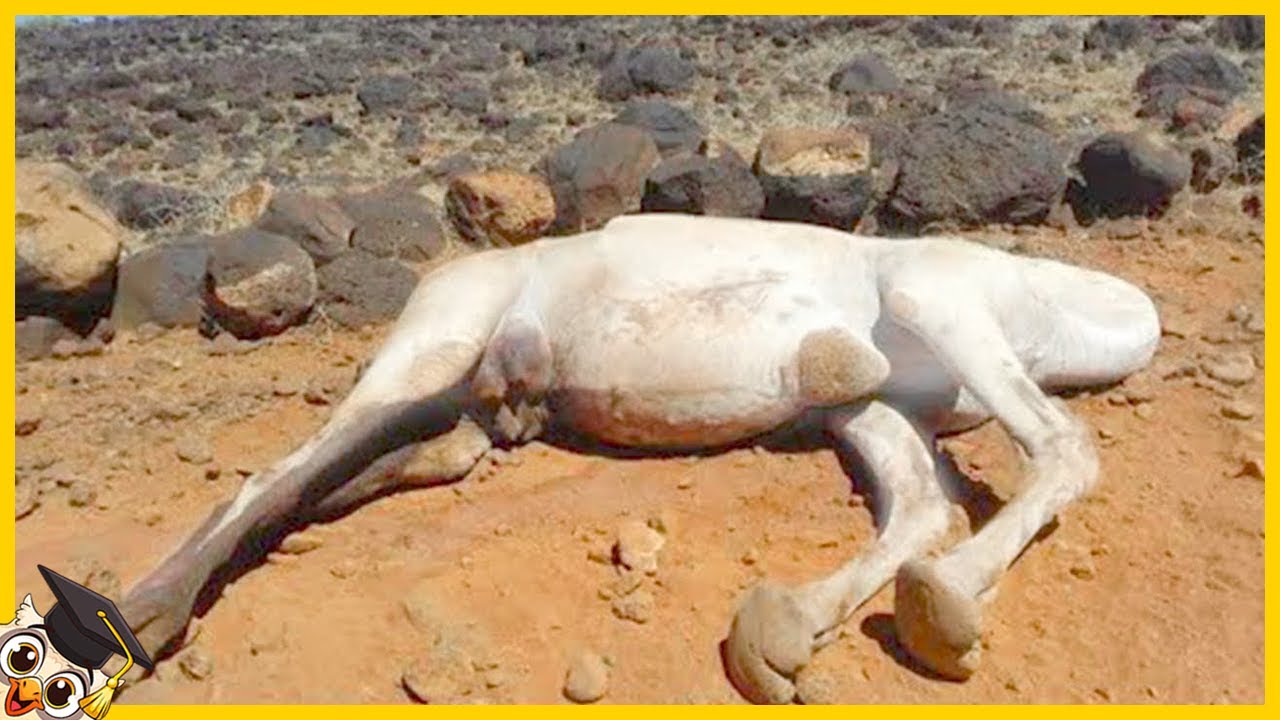 20 Animali Che Non Dovresti MAI Toccare