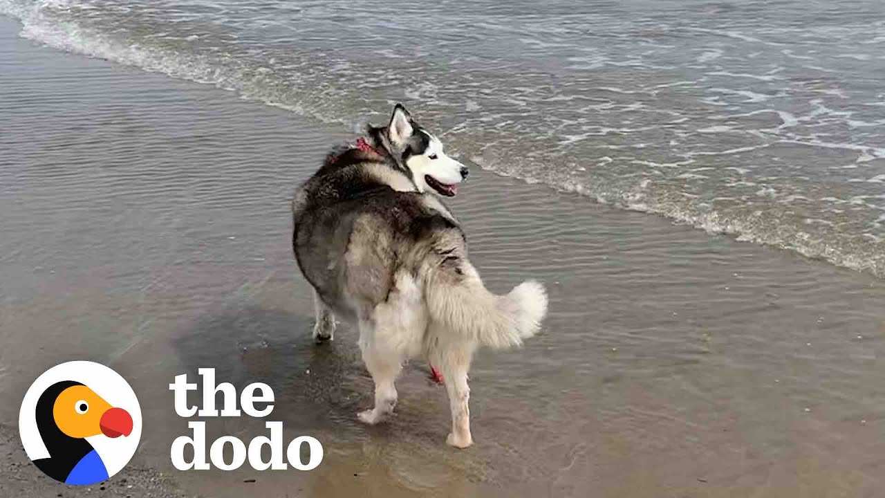 Obese Husky Makes The Most Beautiful Transformation Thanks To Her New Mom | The Dodo