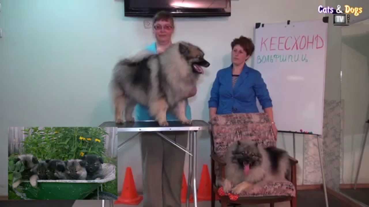 Cats&DogsTV - УДИВИТЕЛЬНЫЙ МИР СОБАК - КЕЕСХОНД ВОЛЬФШПИЦ / KEESHOND VOLFSHPIC