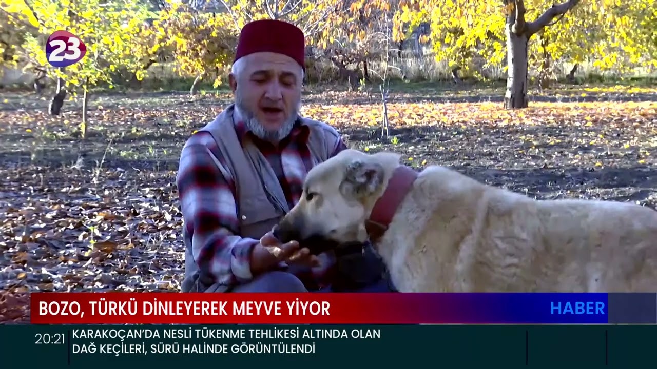 BOZO, TÜRKÜ DİNLEYEREK MEYVE YİYOR