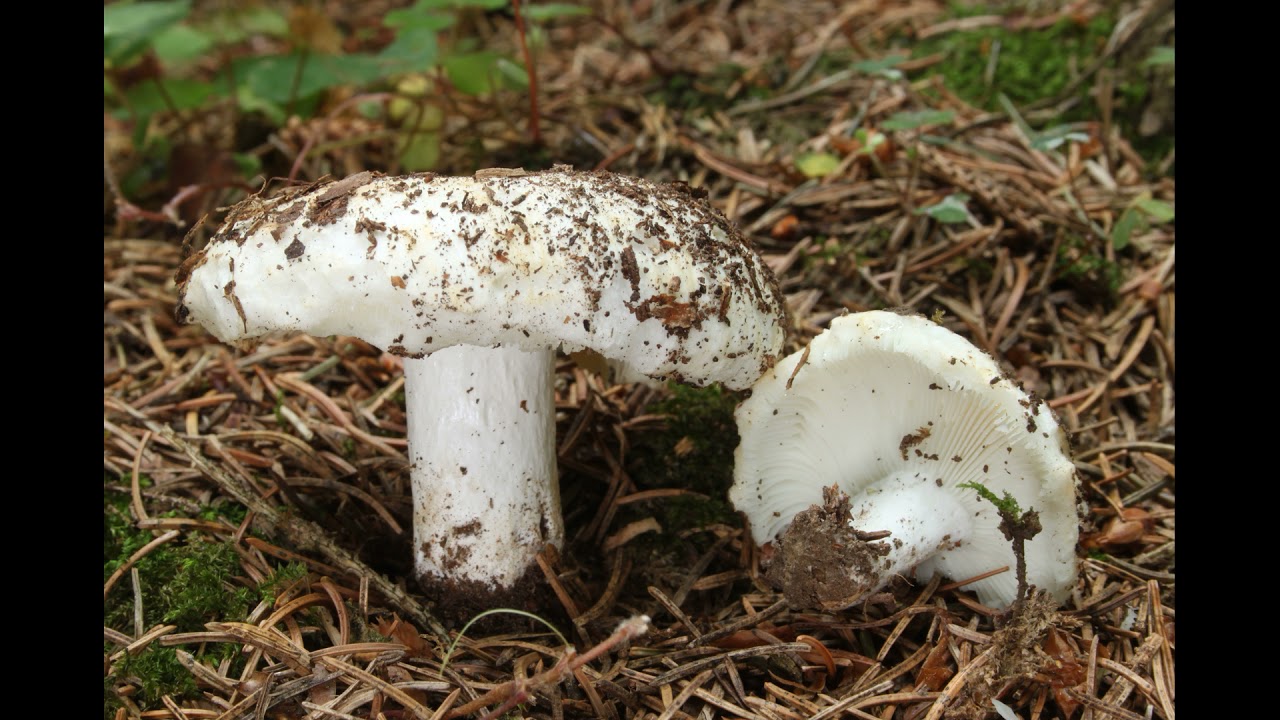 Russula chloroides