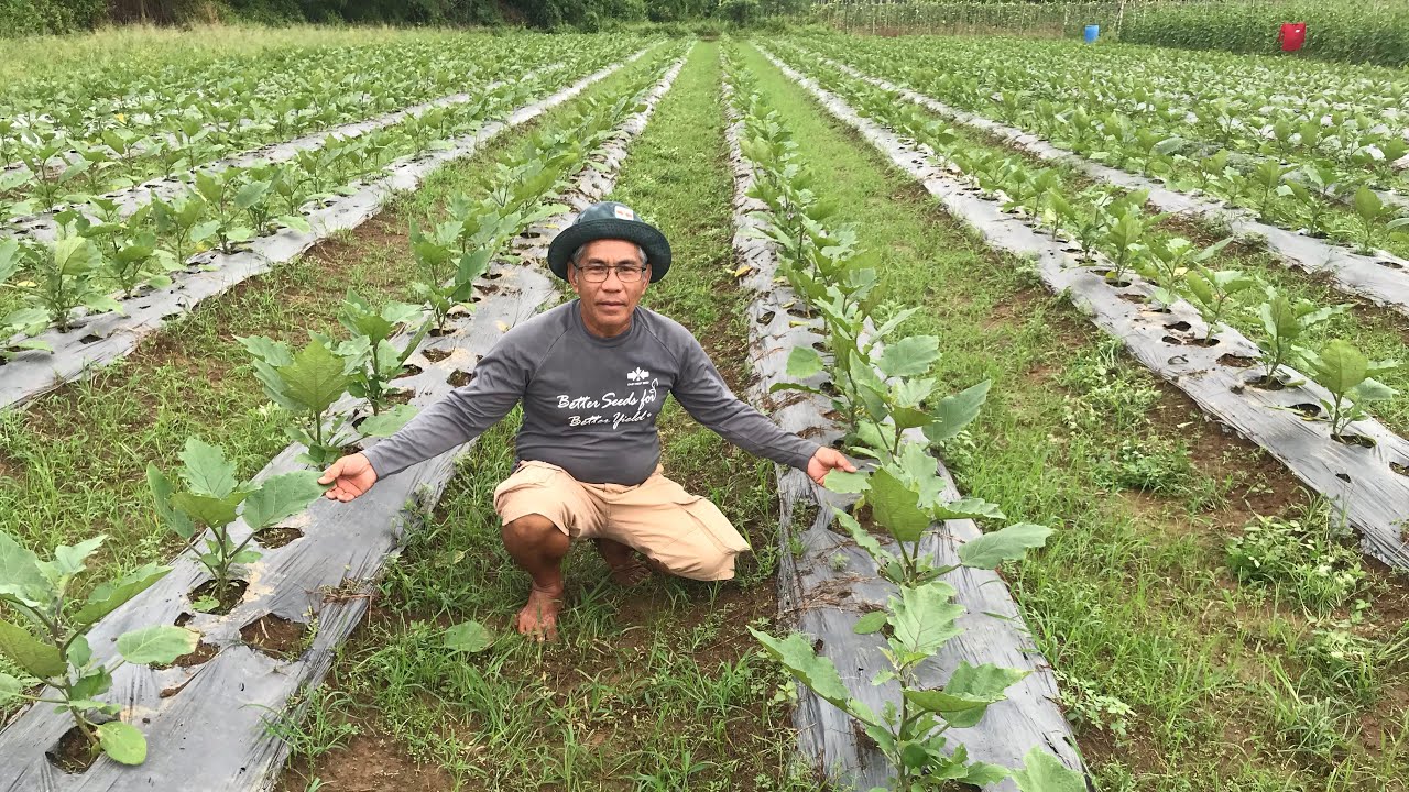 33 days pa lang maganda na ang bulas malaki ang pag-asa