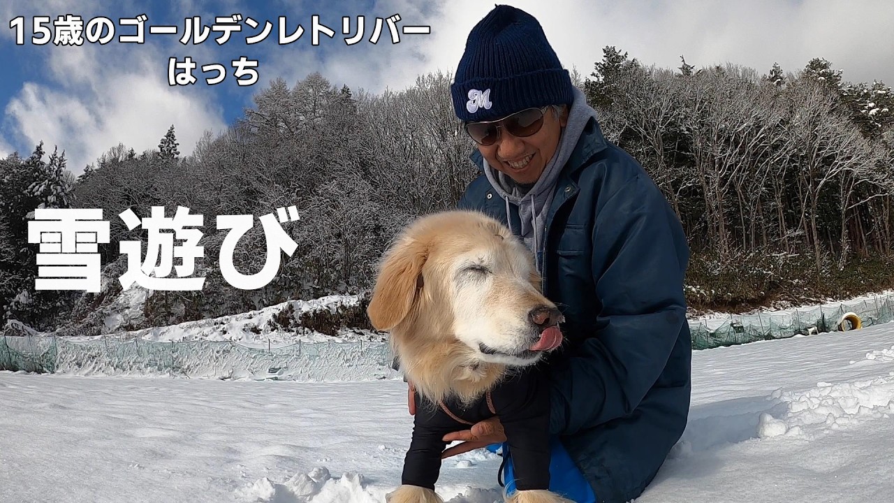 【雪遊び】15歳のゴールデンレトリバーはっちの雪遊び！道産子はっち雪を見て喜んでくれました。