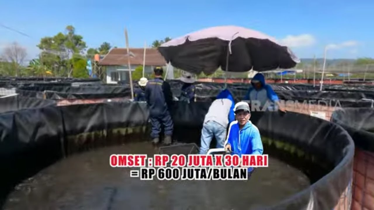 Ternak Lele Di Kolam Bersih, Omset Setengah Miliar Lebih! | CUAN BOSS (02/09/23)