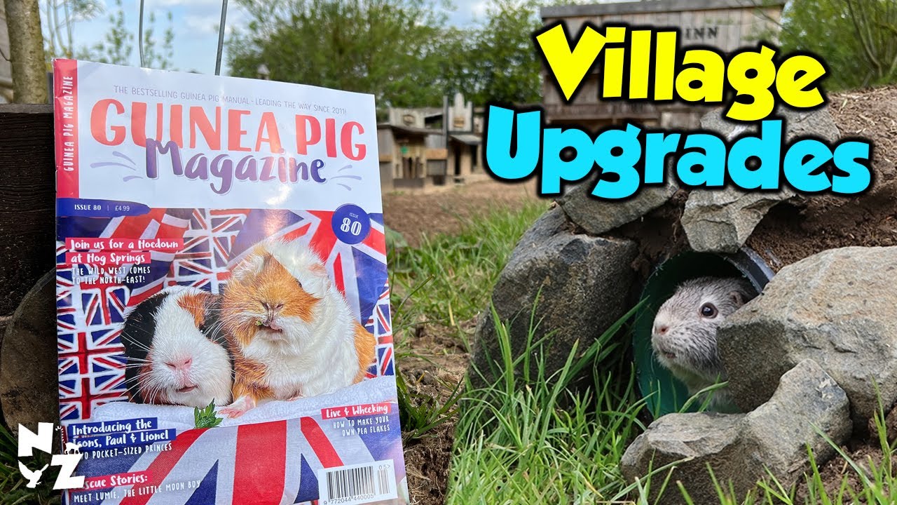 Hog Springs Guinea Pig Village Upgrades & Magazine Feature