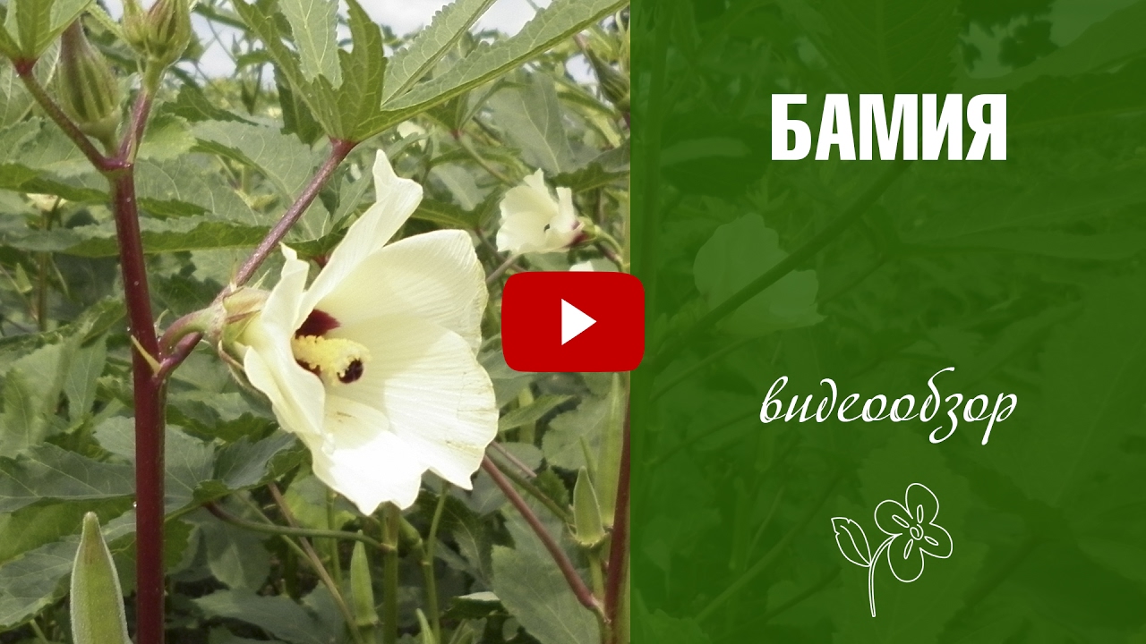 Бамия 🌺 Полезные свойства ✅ Правила выращивания