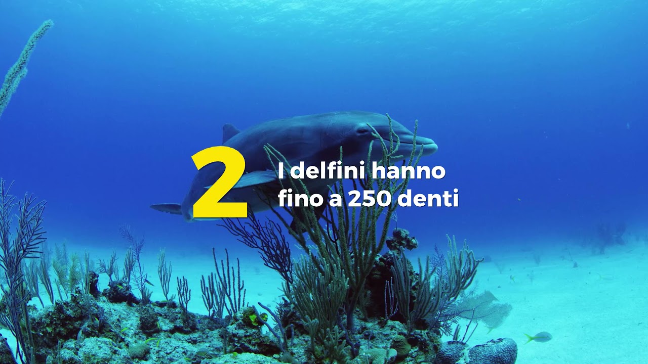 Le 3 curiosit&agrave; sui delfini che vi stupiranno