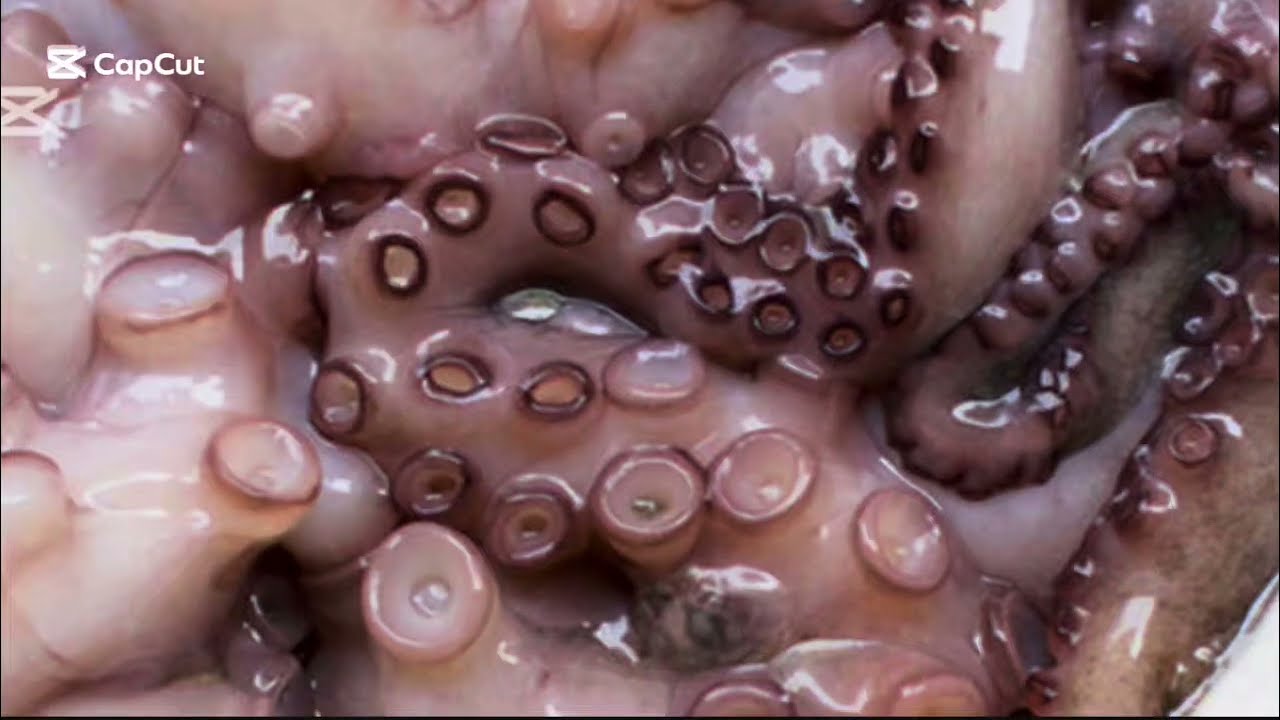 Poulpe à la marocaine🧑🏻‍🍳🦑…أخطبوط بالشرمولة المغربية