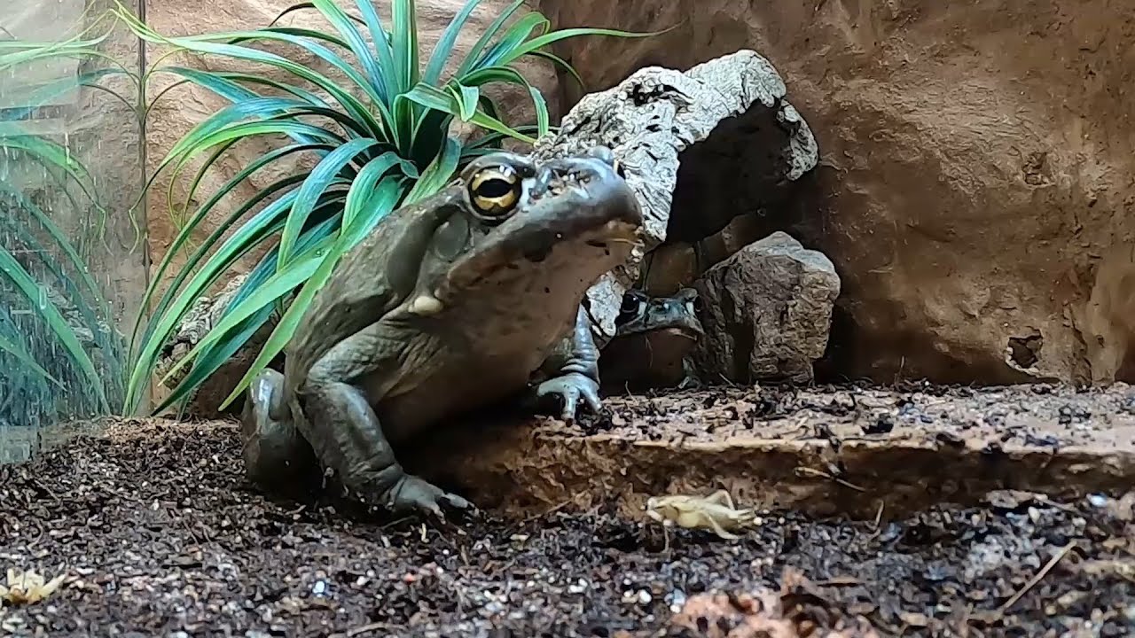 Sonoran Desert Toads