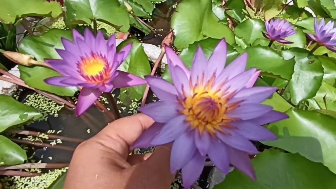 1273 -Water Lily(My own experience) flowers nahi ana, der se ana, kam ana, small size, growth na hon