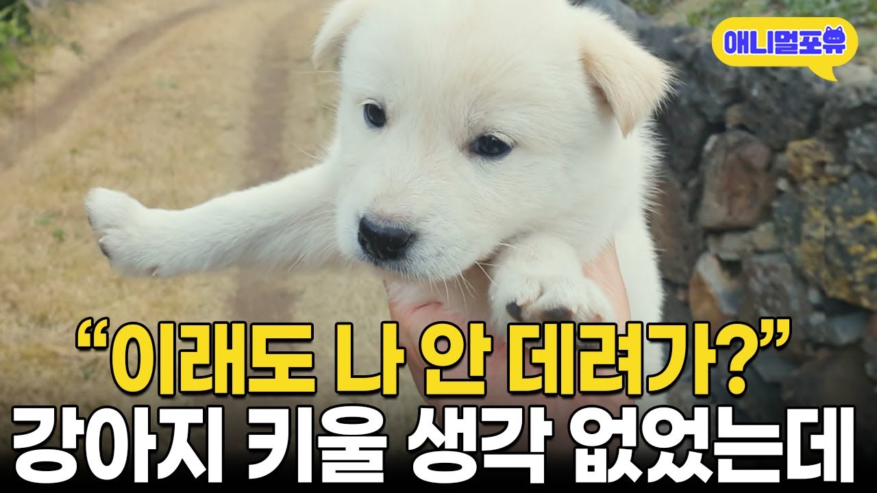“독하다 독해. 이래도 안 데려가?” 매력 어필하는 새끼 강아지에 결국 ㅋㅋㅋㅋ I KBS 동물극장 단짝 221029 방송