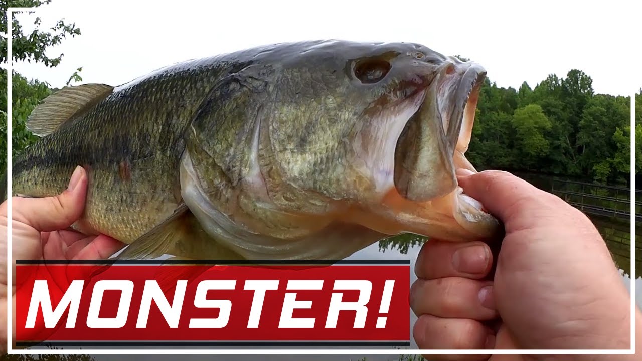 Big Summer Bass on a Texas Rig Worm - I caught a True Monster Bass!