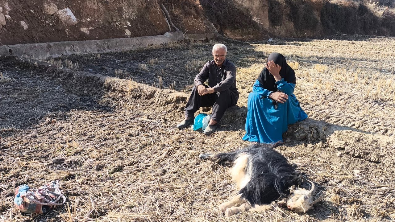 Nomadic Life: The Bitter Story of Gol Mohammad and the Loss of Her Beloved Goat
