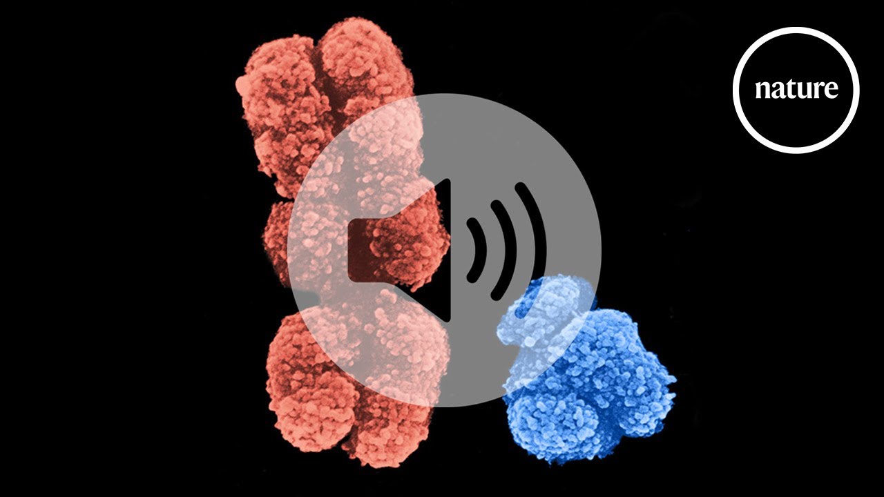 Why bladder cancer cells that shed their Y chromosome become more aggressive